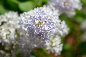 Green branch with spring lilac flowers. Purple flowers close-up