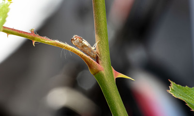 Zikadenmetamorphose (Zoologie)