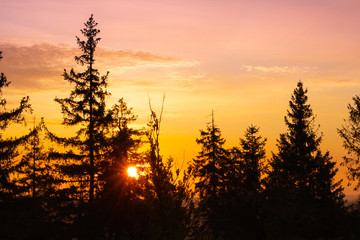 The sun behind the spruce trees at sunrise