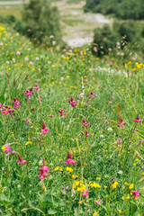 Beautiful caucasus summer herbs in the meadow of Elbrus park, Russia