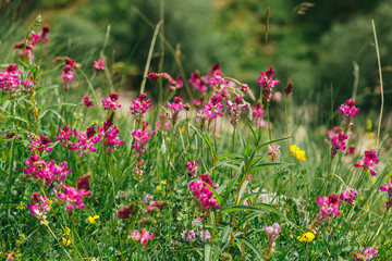 Beautiful caucasus summer herbs on the blue sky background in the meadow of Elbrus national park, Russia