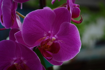 Obraz na płótnie Canvas flowers pink Orchid on a branch