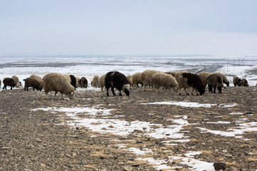 Herd of sheeps in Kurai steppe