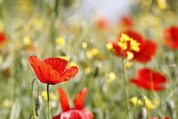 Redd poppy flower in a field