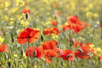 Redd poppy flower in a field