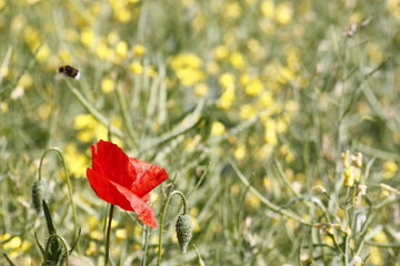 Redd poppy flower in a field