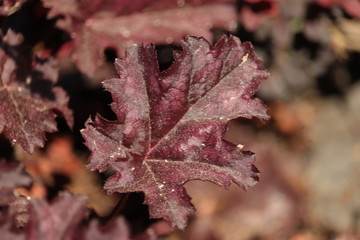 czerwone  liście  na  szarym  tle © Mirosaw