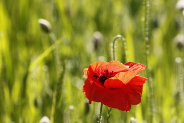 Redd poppy flower in a field