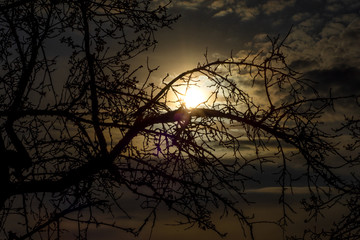 Tree silhouette