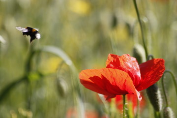 Redd poppy flower in a field