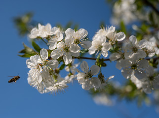 Bee and white cherry flowers