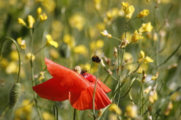 Fototapeta premium Redd poppy flower in a field
