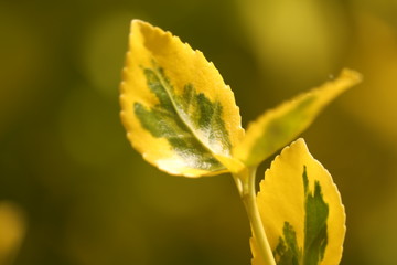 żółtozielone  liście  w  promieniach  słońca