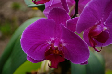 Fototapeta na wymiar flowers Orchid on a branch close up