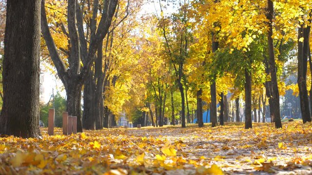 View on beautiful autumn park with fallen yellow leaves around. Beautiful landscape at background. Colorful fall season. Slow motion