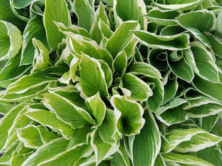 Closeup of thick green leaves with a white border. Flowerbed decoration and landscaping. Plant: Hosta (Funkia, plantain lilies).