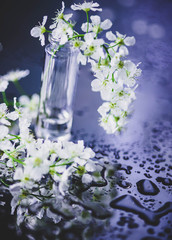bird cherry in a transparent glass cup on a background of brilliant bokeh, spring flowers, blooming bird cherry, closeup of flowers. macrophoto of white flowers on a bright blurred background