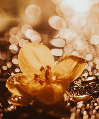 yellow flower on a background of shiny blurred bokeh, garden flowers, summer flowers, flower closeup. closeup of a yellow flower covered with dew drops at dusk