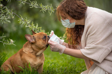 young woman in a medical mask puts a medical mask on a French bulldog dog for a walk. Life after quarantine