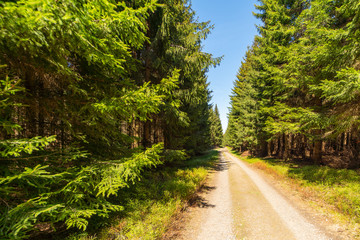 Forest road in the middle of an old spruce forest