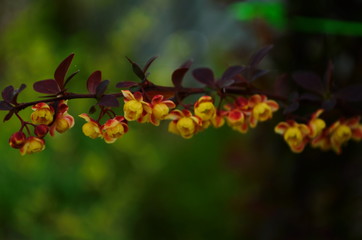 Barberry bush blooms with small yellow flowers