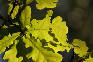 młode  zielone  liście  w  promieniach  słońca