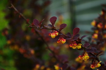 Barberry bush blooms with small yellow flowers