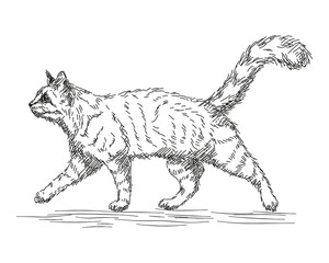 hand drawn black lines sketch of walking or running cat, isolated animal, editable vector illustration