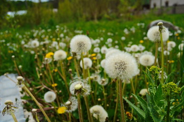 Obraz premium Dandelion. Macro photo. Ripe dandelion seeds. White aerial dandelion umbrellas.