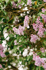 Close-up beautiful lilac flowers with the leaves. Beauty world.
