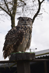 Eagle Owl Sneer