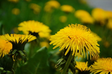 Macro Photo of a dandelion plant. Dandelion plant with a fluffy yellow bud. Yellow dandelion flower growing in the ground. Dandelion with plant Lamium purpureum