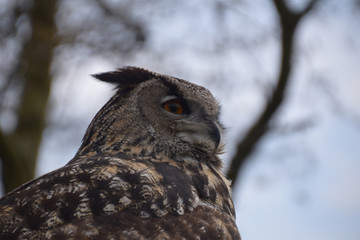 Eagle Owl Thoughtful