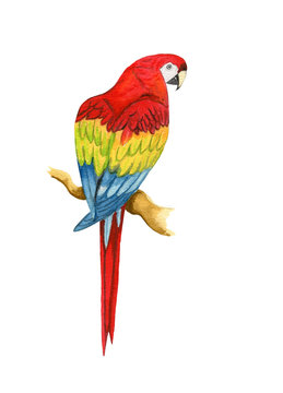 Hand painted watercolor bright red, yellow and blue parrot sitting on the branch isolated on the white background