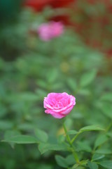 Pink Rose in the roof garden