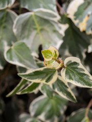 Details of green leaves