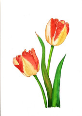 red and yellow tulips
