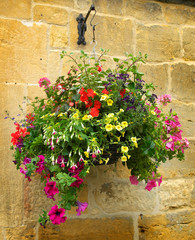 Fototapeta na wymiar Hanging basket of flowers 