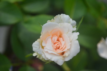 White Rose