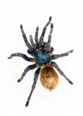 Greenbottle blue Tarantula (Chromatopelma cyaneopubescens).