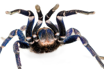 Greenbottle blue Tarantula (Chromatopelma cyaneopubescens).