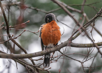 American Robin