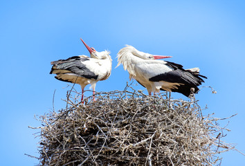 Couple of white storks (ciconia ciconia) in the nest.