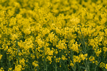 detail of flowering rapeseed field. Rapeseed field.