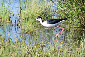 Fototapeta premium Black winged stilt (Himantopus himantopus).