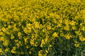 detail of flowering rapeseed field. Rapeseed field.