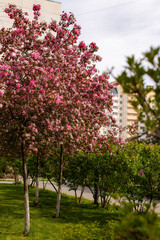 pink cherry blossom in spring