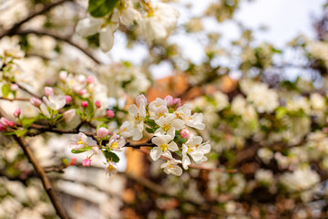 blooming apple tree in spring