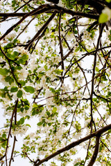 apple white flowers in spring
