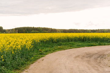 Obraz premium detail of flowering rapeseed field. Rapeseed field.